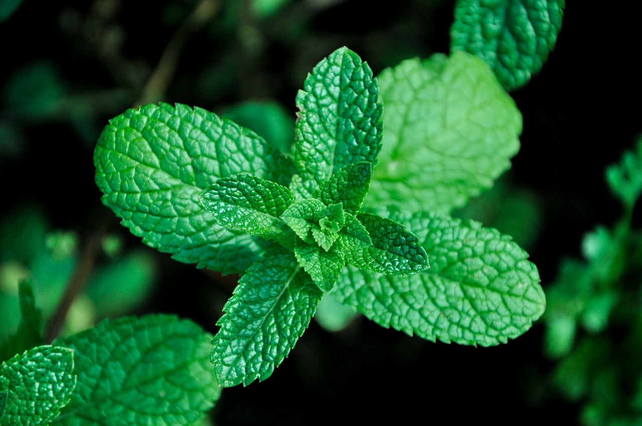 mint - புதினா